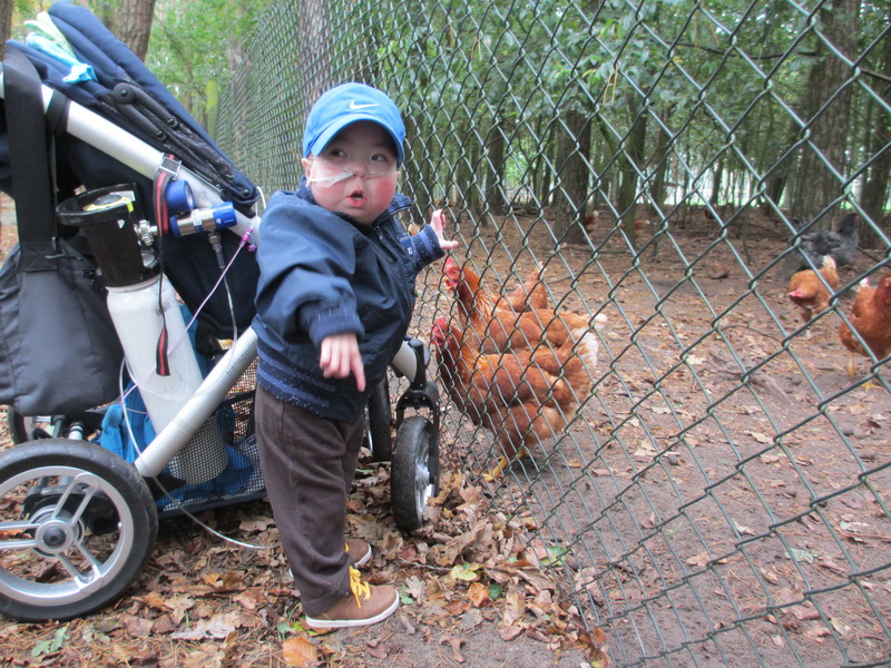 Kippetjes dichtbij kijken