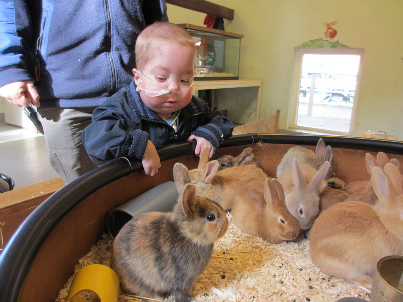 Leuk hoor al die konijnen